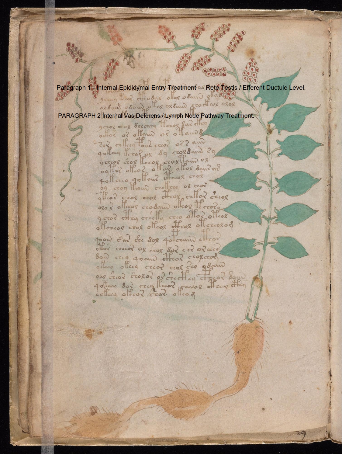Secondary labelled diagram of Folio 17v